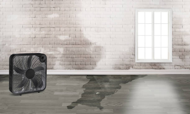 Best Water damage cleanup near me  in Williamsburg, PA